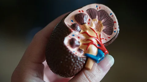 Research reveals that donor kidneys infected with toxoplasma show no increased risk to transplant recipients, with similar outcomes in both patient survival and kidney function compared to uninfected donors. (Representational Image: Unsplash)