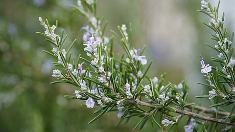 An antioxidant found in rosemary extract can reduce volitional intakes of cocaine by moderating the brain’s reward response. (Representational Image: Pixabay)