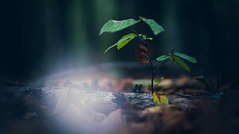 The privet (Ligustrum vulgare), a common fast growing, semi-evergreen shrub in the olive family, which could provide a low-cost and more geographically ubiquitous source of these valuable compounds.(Representational image: Unsplash)