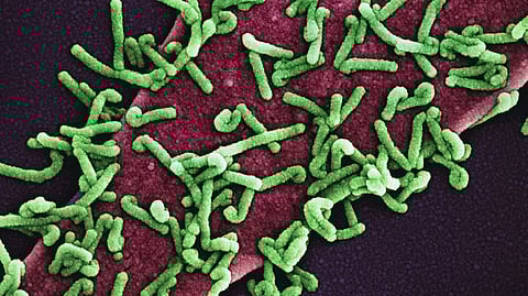 Obelisks with rod-like secondary structures encompassing the entire genome
(Representational image: Unsplash)