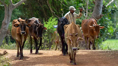 A recent study found that not all infected cows with bird flu show symptoms, so workers could be interacting with contagious animals (Representational Image: Unsplash)