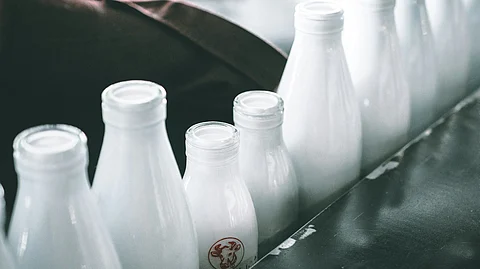 In Kenya, smallholder farmers produce 56% of the milk, with five million dairy cattle generating five billion liters annually. (Representational Image: Unsplash)