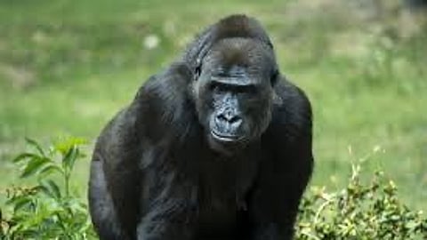 Researchers in Gabon study the plants consumed by gorillas, discovering their potential to fight multidrug-resistant bacteria. (Wikimedia Commons)