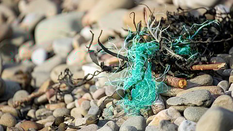 A new study finds microplastics in the olfactory bulb, an organ that sits directly below the brain. (Image source: Unsplash)