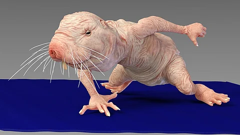 The naked mole-rat — an underground rodent that lives up to 40 years has lost a number of CD1 functional genes,which is the essential immune cell.
(Pixabay)