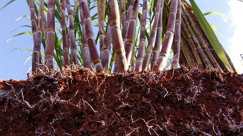 Desugared sugarcane extract presents a unique opportunity for the nutraceutical industry due to its high phenolic content and strong bioactivity potential. (Unsplash)