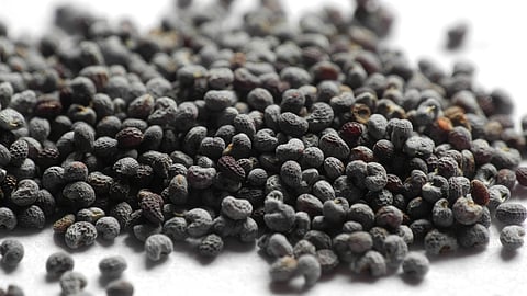 Poppy seeds come from the plant that produces opium and from which narcotics such as morphine and codeine are derived. (Wikimedia Commons)