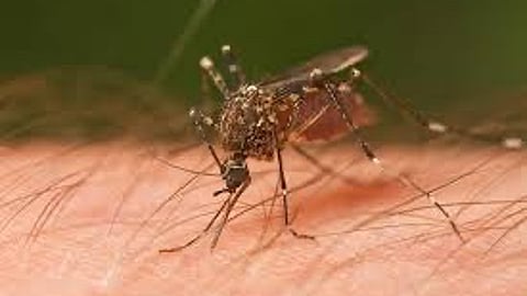 Health officials urge caution as the deadly mosquito-borne EEE virus resurfaces in the tri-state area. (Wikimedia Commons)