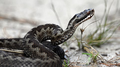 The Russell's Viper, responsible for Mandal's ordeal, is one of the world's most venomous snakes
(Representational image:Pixabay)