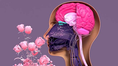 Odor order shapes perception, with participants more likely to report the overall smell as the first odor detected. (Representational Image: Unsplash)
