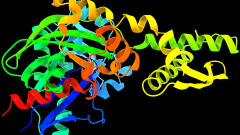 The study revealed that MANF plays a crucial role in cellular proteostasis by enhancing protein degradation. (Representational Image: Wikimedia Commons)