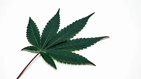 CBD is a compound of the hemp plant, which was removed from the list of federally controlled substances as part of the 2018 Agriculture Improvement Act. (Unsplash)
