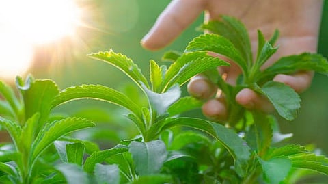 Researchers at the Institute of Advanced Study in Science and Technology (IASST) in Guwahati discovered Stevia's therapeutic properties (Representational Image: Unsplash)