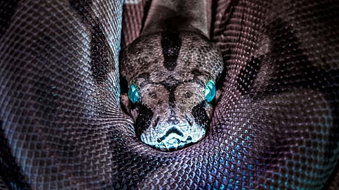 Lack of Restrooms at Health Center Forces Doctor Outdoors, Leading to Snakebite Incident
(Representational image: Unsplash)