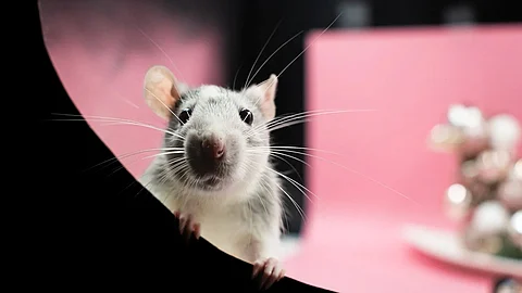 While a complete phase-out of animal testing may not be possible, the organization's focus is on minimizing its dependence on animal-models (Image: Pixabay)