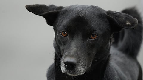 Doctors stress the need for a stray animals free hospital to maintain hygiene and safety, particularly for sensitive patient-care areas and staff working late shifts.
(Representational image: Unsplash)