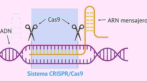 CRISPR-Cas9 (Wikimedia Commons).