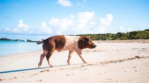 Pig skin even outperforms synthetic materials that are designed to mimic skin, a new study finds. (Unsplash)