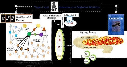 IL-35 offers a promising approach to managing type 1 diabetes by reducing harmful immune responses. (PIB)