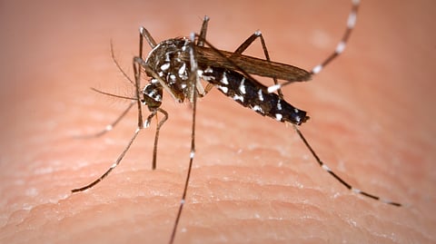 Ludhiana dengue cases soar as mosquitoes adapt to cooler temperatures, sparking health warnings. (Wikimedia Commons)