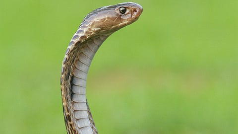 Snakebite Bills Totaled More Than a Quarter Million Dollars. (CDC UNSPLASH)