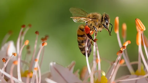 A honeybee in the harness, with blue wax holding the bee in place, as an odor line is placed in front of the bees’ antennae. (Pixabay)