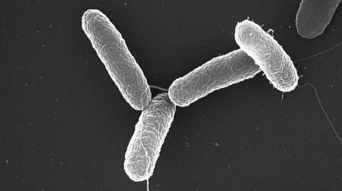 Microscopic image of Salmonella, a major cause of foodborne illness.
