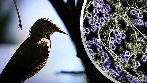 Canada's First Human H5N1 Case: A Teenager's Battle Raises Questions and Concerns. (Image: Wikimedia Commons)