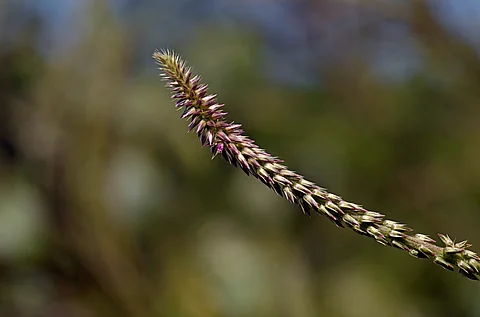 Achyranthes aspera from Valparai, Tamil Nadu (Representational image: Wikimedia Commons)