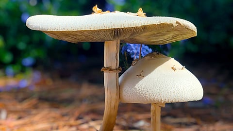Research reveals white button mushrooms’ antioxidant-rich compounds may combat cancer, improve heart health, regulate blood sugar, and boost gut health.
(Representational image : Unsplash)