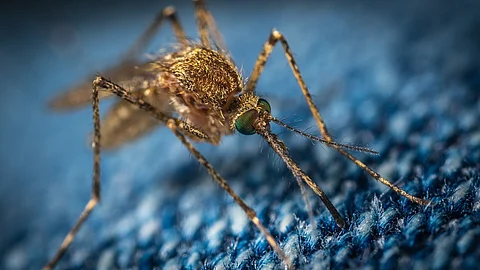 Stephensi mosquito was confirmed as present in Kenya in late 2022. (Representational image: Pixabay)