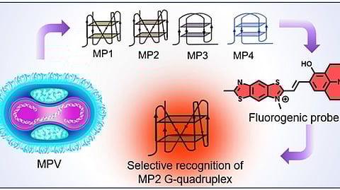 Advances in Monkeypox virology showcase small-molecule probes, paving the way for superior diagnostics and therapeutics (PIB)