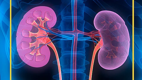 kidney