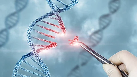 To make sure that gene-edited mice have only the intended genetic edit, researchers cross them back (Representational Image: Unsplash)