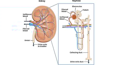 The kidneys are composed of approximately one million filtering units called nephrons, each consisting of a glomerulus and a tubule. (Wikimedia Commons)