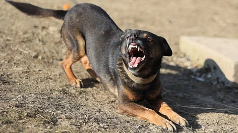 Two Rottweiler dogs involved in the attack were licensed and up-to-date on vaccinations (Representational Image: Unsplash)