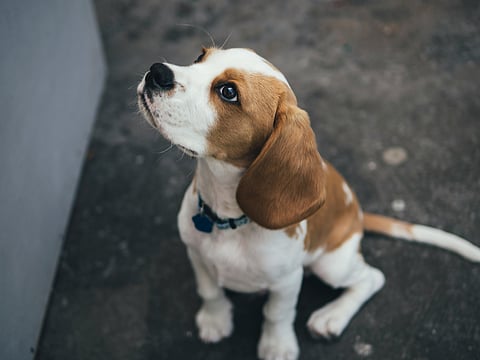 If your new puppy hasn't been vaccinated yet, take him to the veterinarian so he can get all the necessary vaccines. (Unsplash)