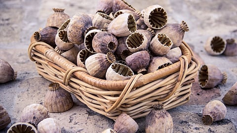 Telangana Police bust interstate drug racket, seizing ₹1.25 crore poppy straw. (Image: Pixabay)