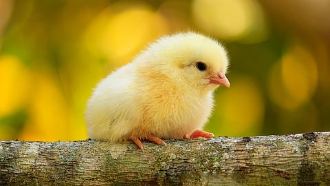 A live chick measuring about 20 cm in length lodged in his throat, blocking both his airway and food passage, which likely led to asphyxiation. (Representational Image: Pixabay)