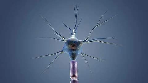 Understanding the molecular mechanisms of axon guidance is crucial to developing therapeutic strategies for neurological diseases. (Representational image: Pixabay)