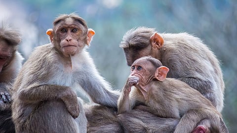 Large groups of monkeys are frequently seen roaming freely across the hospital grounds, and they are becoming increasingly difficult to scare off. (Representational Image: Pixabay)