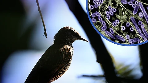 Bird Flu Outbreak Among Cattle, Raising Concerns of Pandemic Risk.