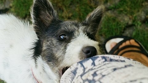 Rising Rabies Threat: Tamil Nadu Battles Surge in Dog Bites and Fatalities. (Image: Unsplash)