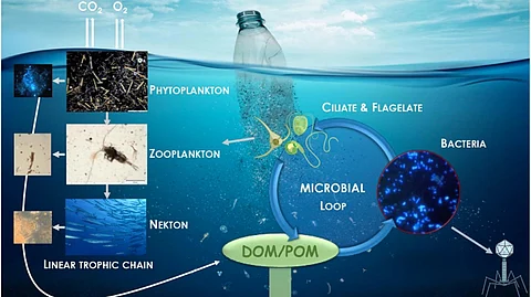 Complex molecules make up plastics, which break down very poorly. (Wikimedia Commons)