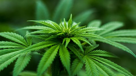 Himachal Pradesh regulates cannabis, targets Rs. 500 crore annual revenue boost. (Image: Pexels)