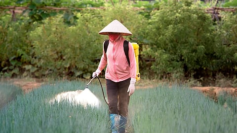 Pesticides, including organophosphorus compounds, are the leading cause of poisoning in adults in India, accounting for approximately 63% of cases presenting to hospitals. (Representative image: Pexels)