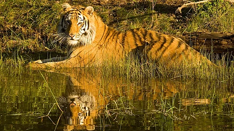 The sale of tiger urine, therefore, raises both ethical and medical concerns, particularly regarding the exploitation of tigers and the potential harm to conservation efforts. (Representational Image: Pixabay)