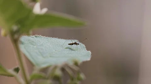 As of January 2025, over 100,000 cases and 10 deaths have already been reported across 24 countries due to dengue. Over 14 million cases were reported worldwide in 2024, and more than 10,000 deaths were attributed to dengue globally. (Representative Image: Unsplash)