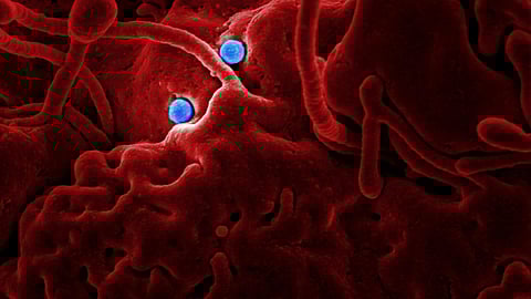 The tablet was given orally by health professionals to both women and children to eliminate stomach worms.