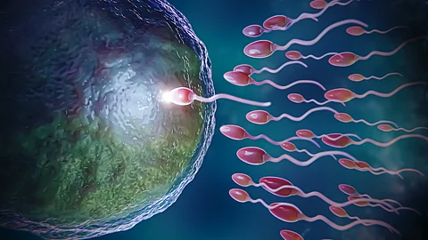 In-vitro gametogenesis (IVG) technology involves lab-produced eggs and sperm.